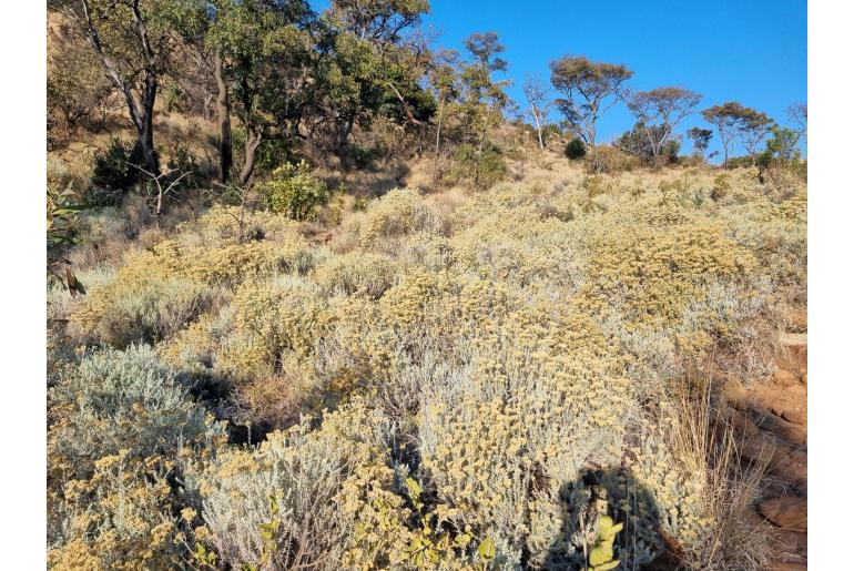 Helichrysum kraussii -8346