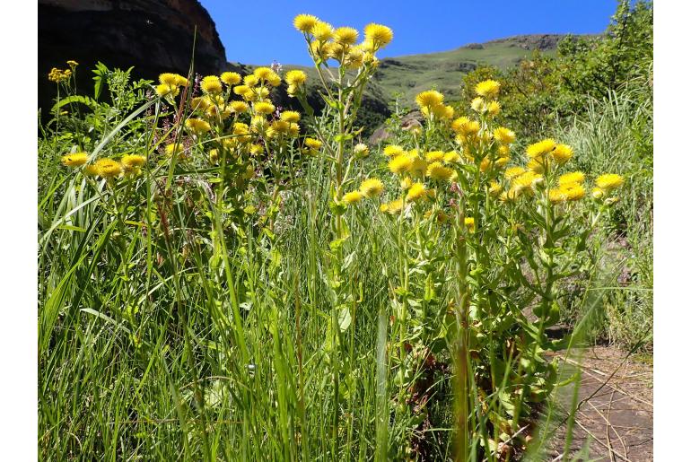 Helichrysum tenax -8349