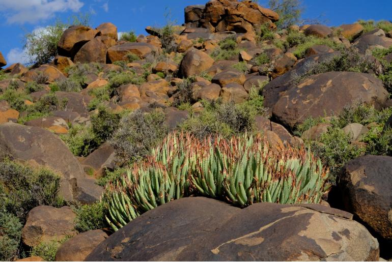 Aloe claviflora -8365