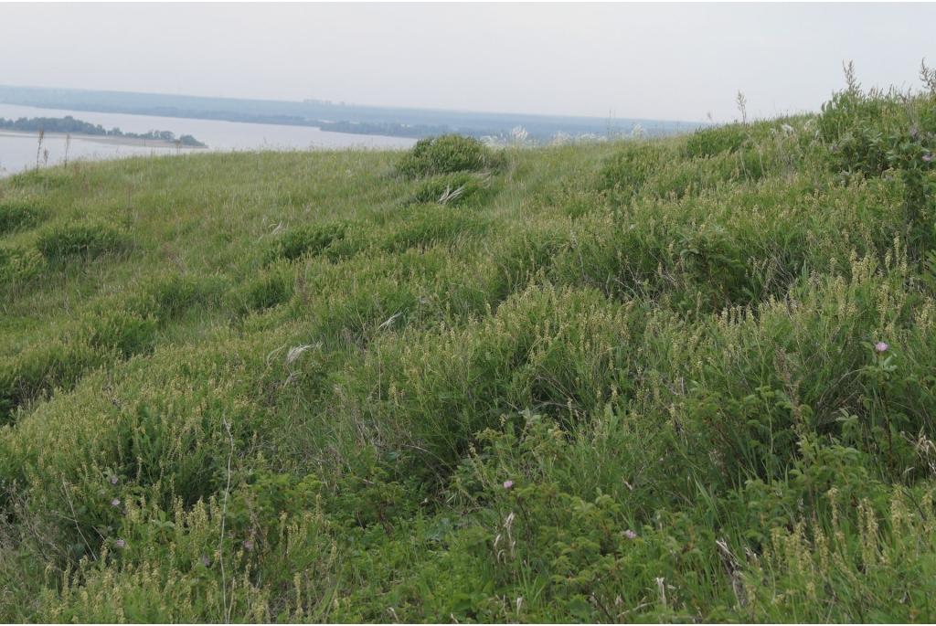 Russische astragalus