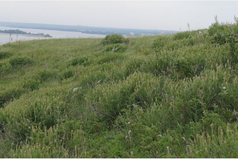 Astragalus falcatus -8375