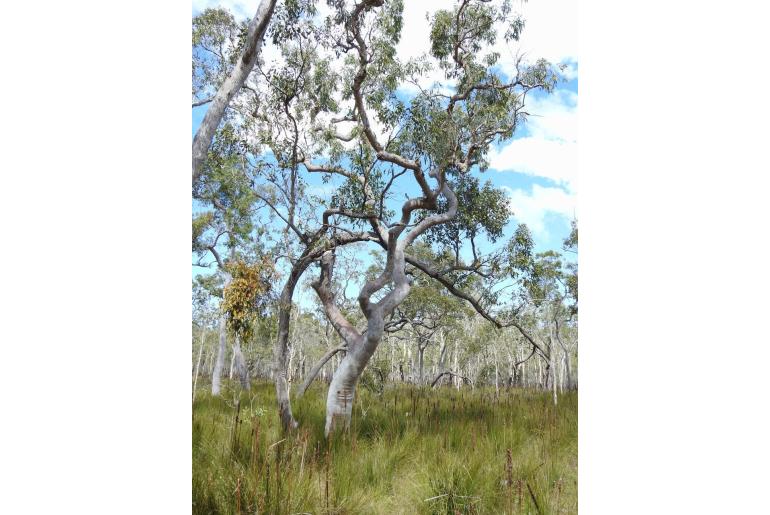 Angophora leiocarpa -8389