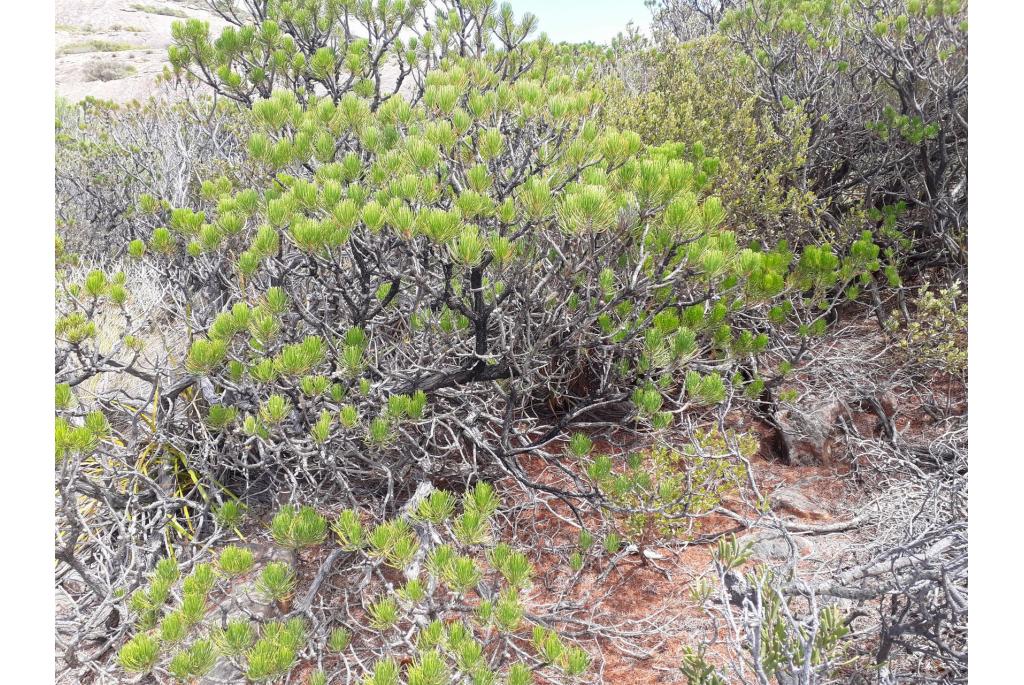 Hislop's melaleuca