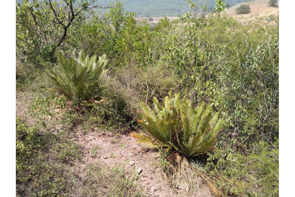 Smal blad cycas