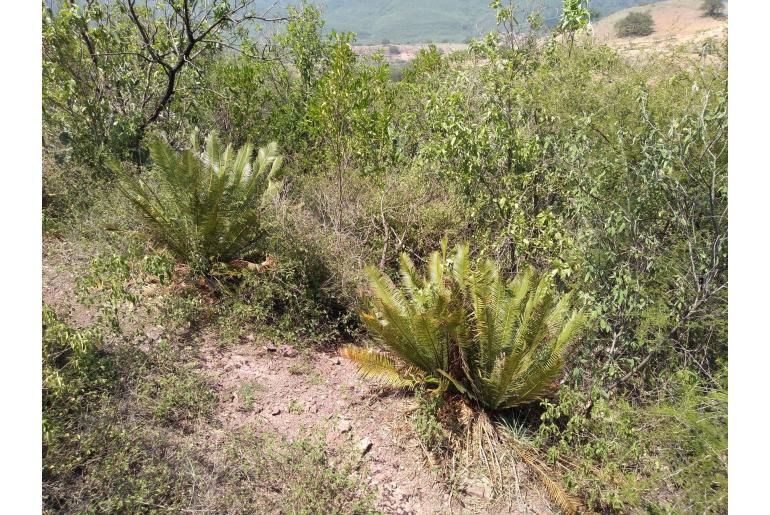 Dioon angustifolium -8400