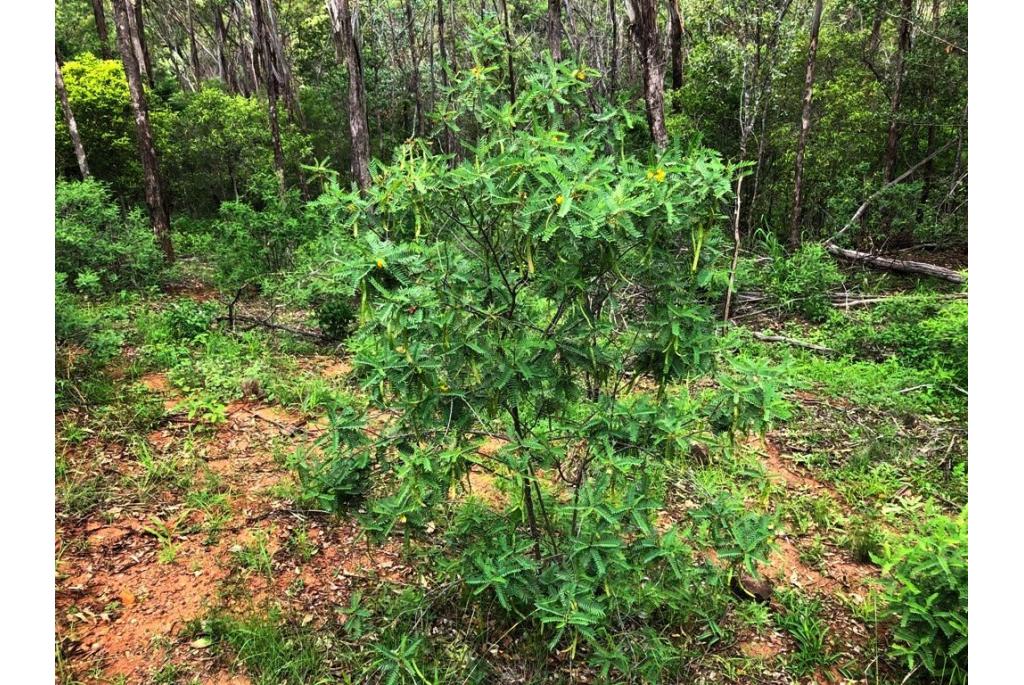 Coronilla cassia