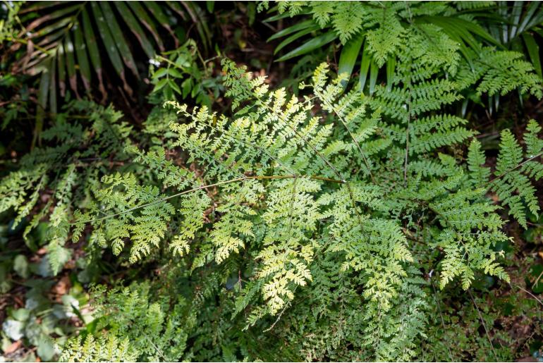 Dennstaedtia davallioides -8417