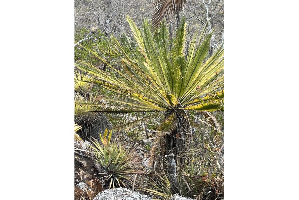 Oaxaca cycas