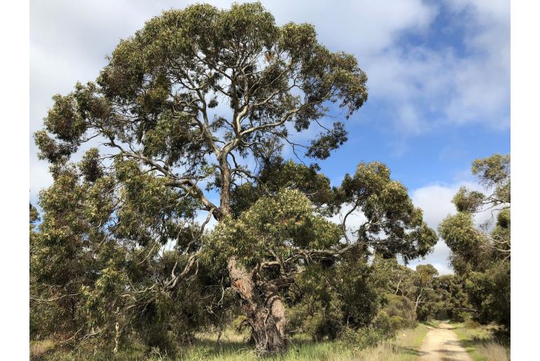 Eucalyptus leucoxylon -8431