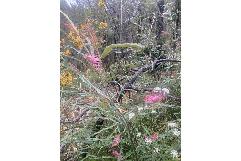 Grevillea aspleniifolia -8443