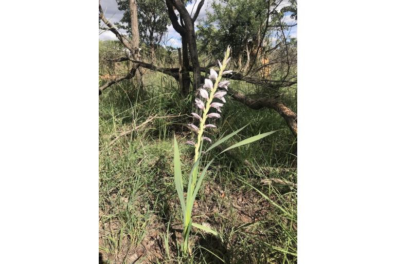 Gladiolus elliotii -8448