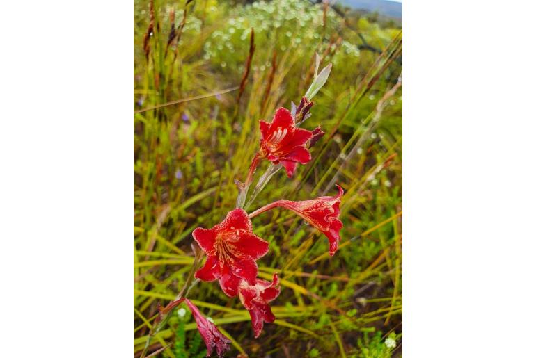 Gladiolus emiliae -8452