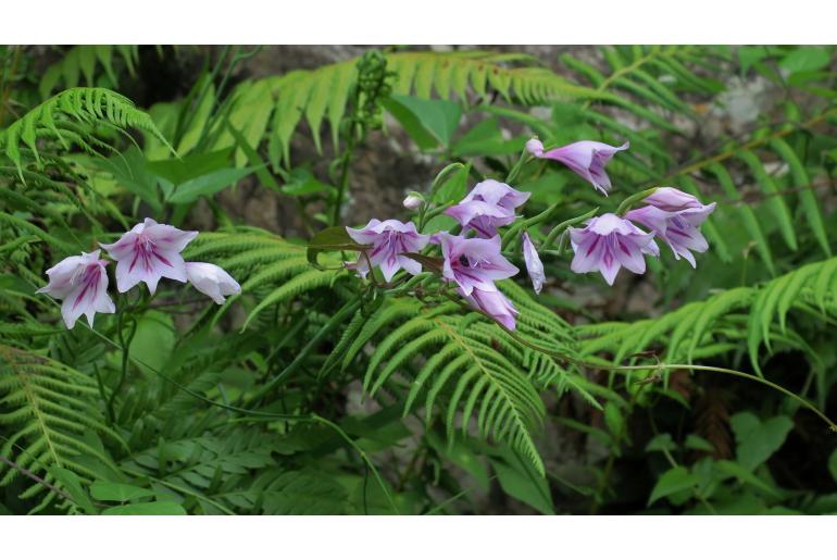 Gladiolus geardii -8457