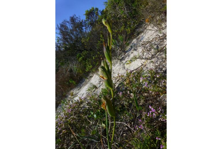 Gladiolus griseus -8459