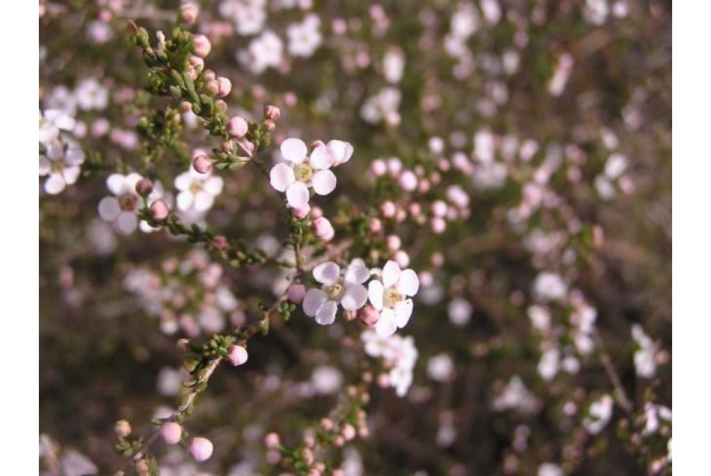 Astartea met verschillende helmknoppen