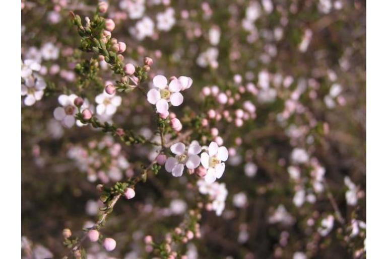 Cyathostemon heterantherus -8462