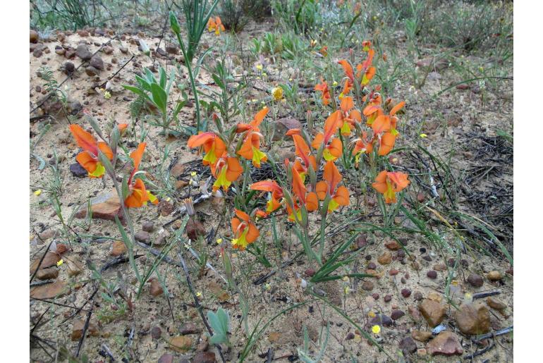 Gladiolus pulcherrimus -8469