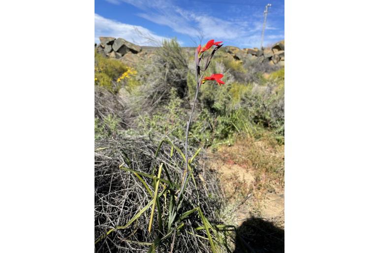 Gladiolus splendens -8472