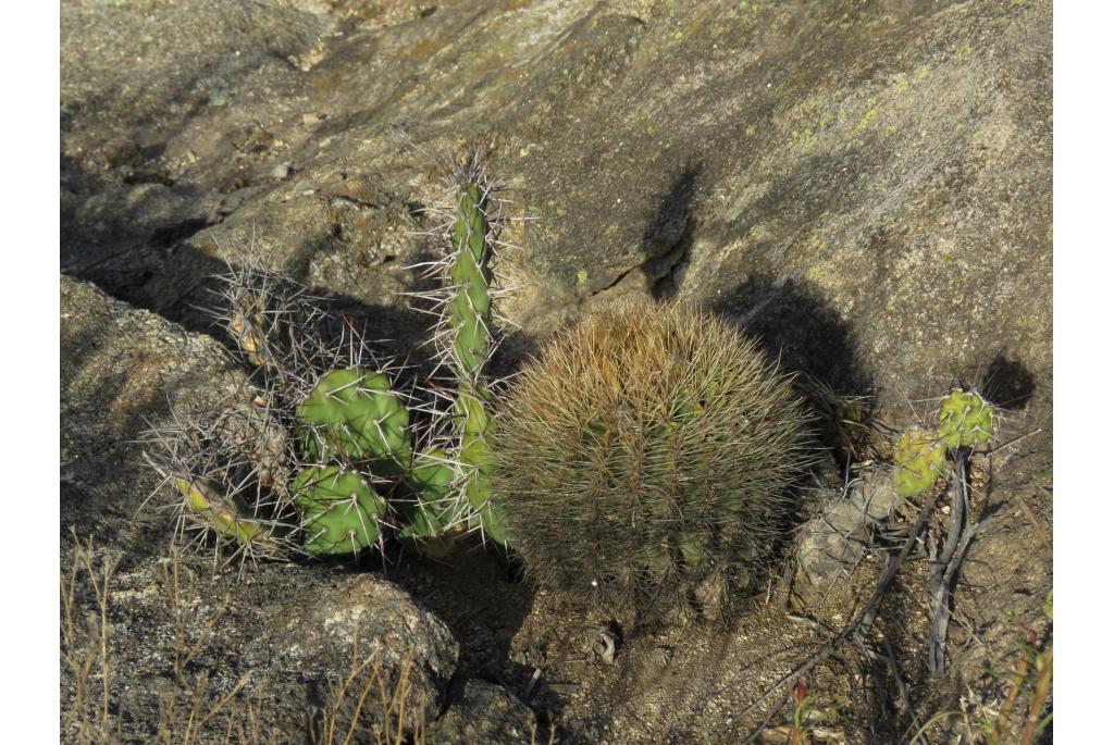 Echinopsis met stekelige bloemen