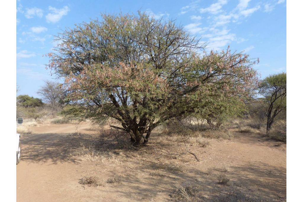 Gehoorende acacia