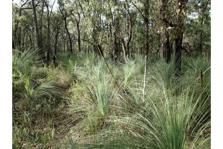 Xanthorrhoea australis -8486