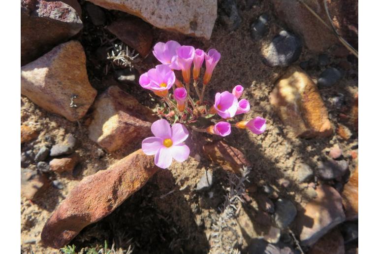 Oxalis attaquana -8490