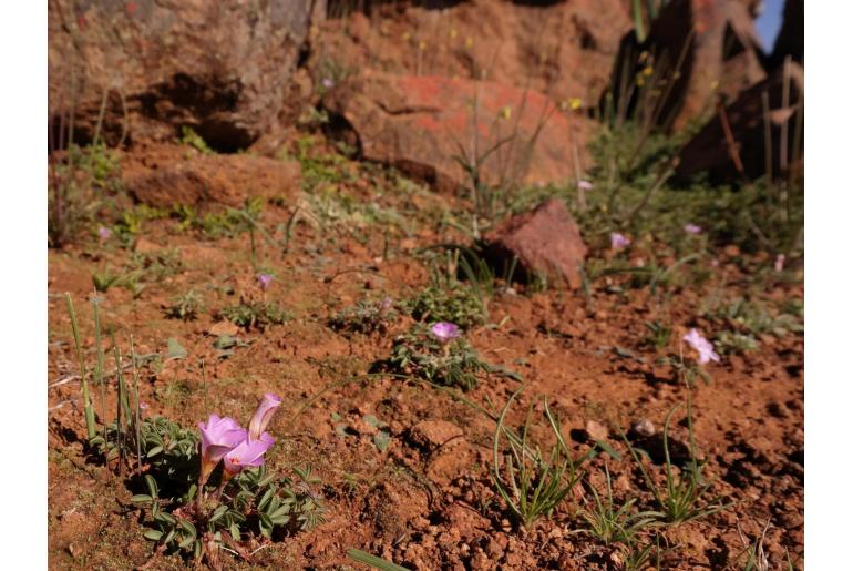 Oxalis callosa -8492