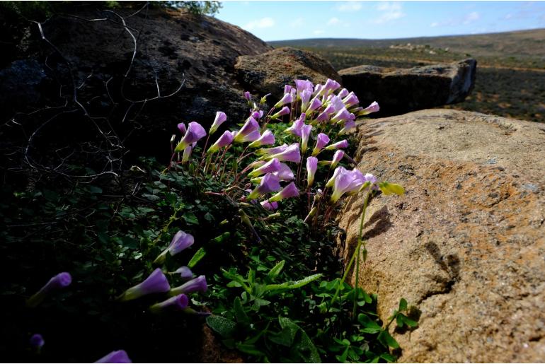 Oxalis comosa -8494