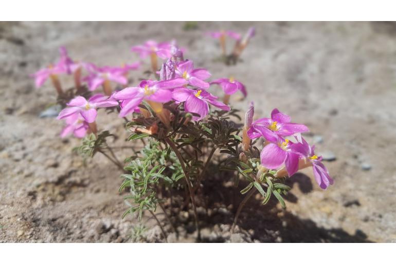 Oxalis exserta -8497