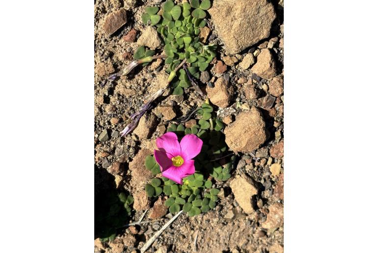 Oxalis fergusoniae -8498