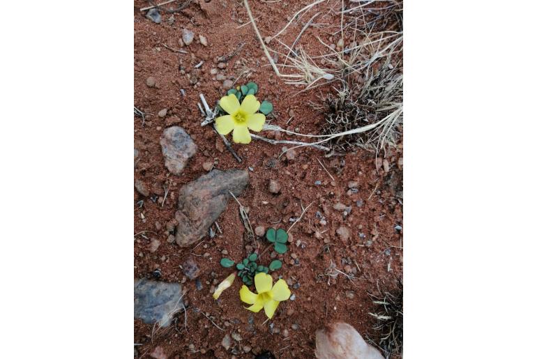 Oxalis foveolata -8500