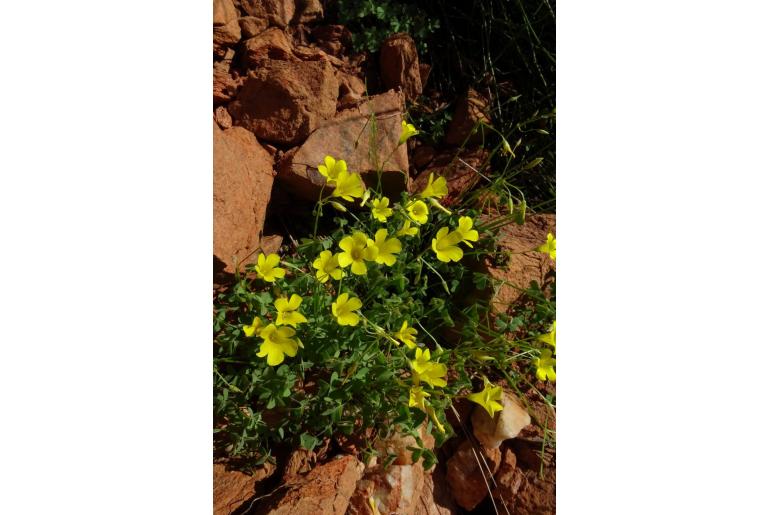 Oxalis haedulipes -8502