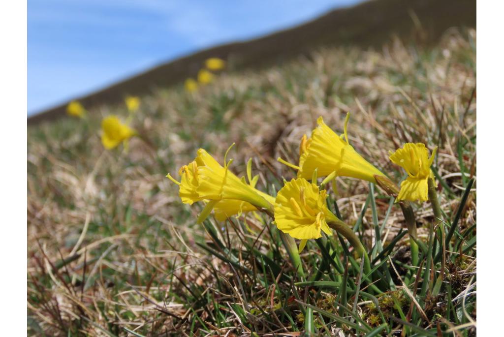 Kleine hoepelroknarcis