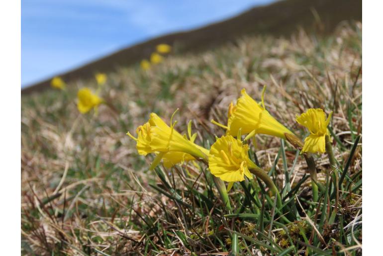 Narcissus bulbocodium var minor -8506