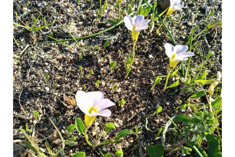 Oxalis monophylla -8509