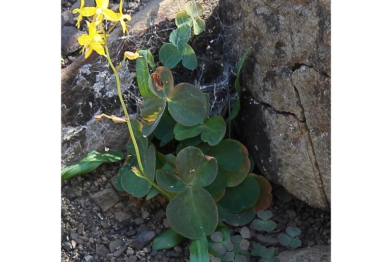 Oxalis orbicularis -8512