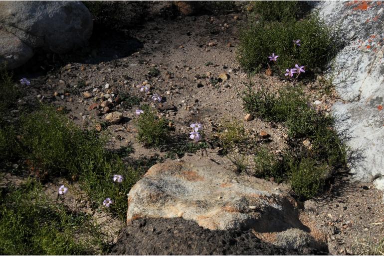 Oxalis pocockiae -8514