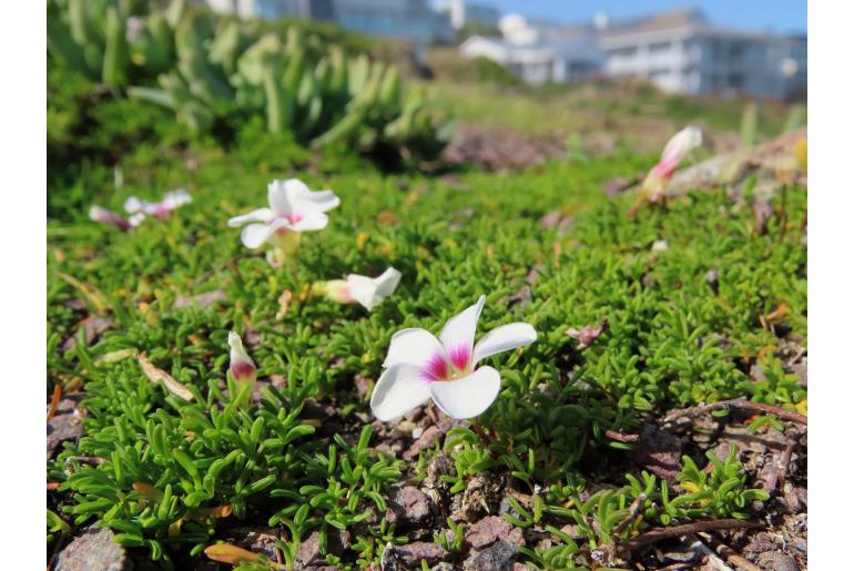 Oxalis pusilla -8515