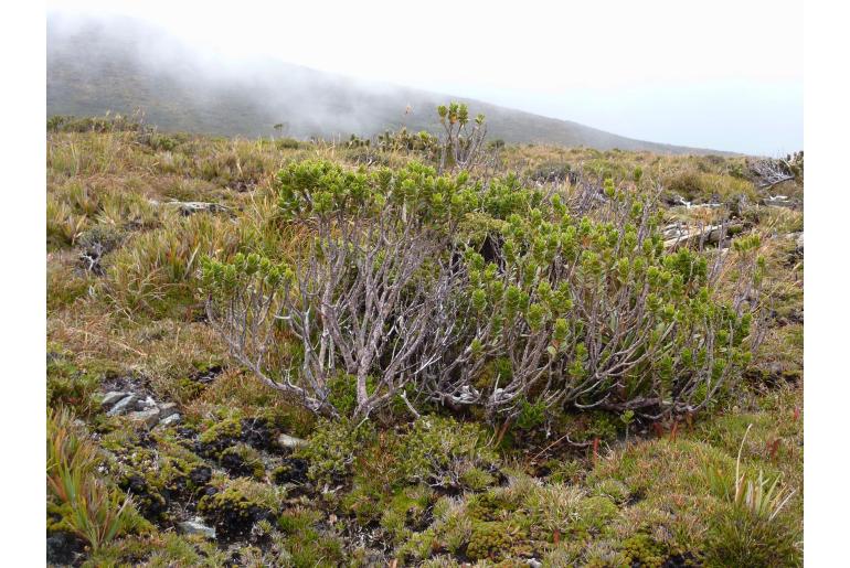 Eucalyptus vernicosa -8524