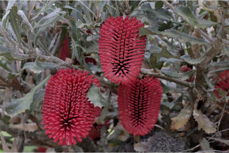 Banksia caleyi -8551