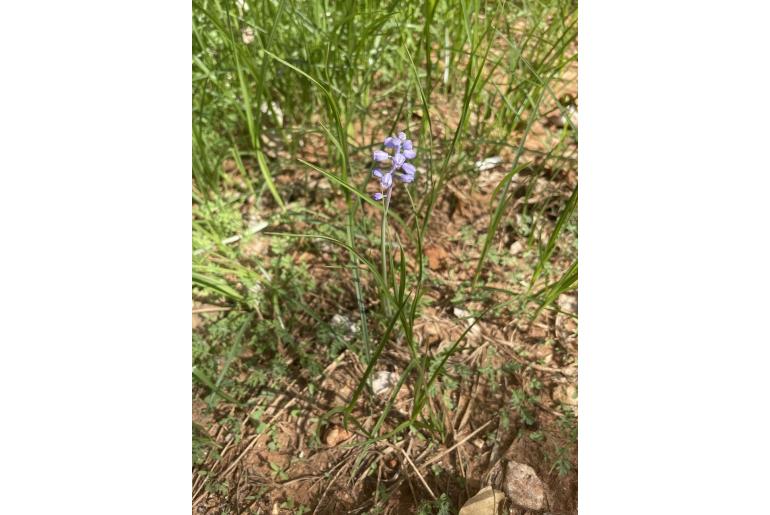 Muscari parviflorum -8594