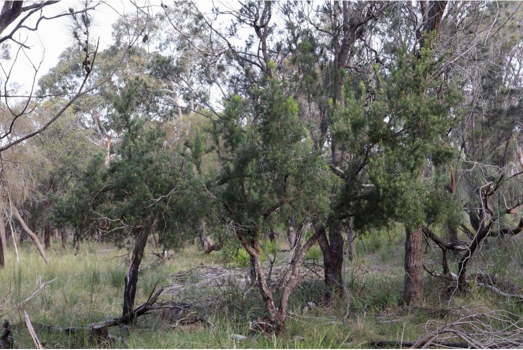 Jeneverbesblad persoonia