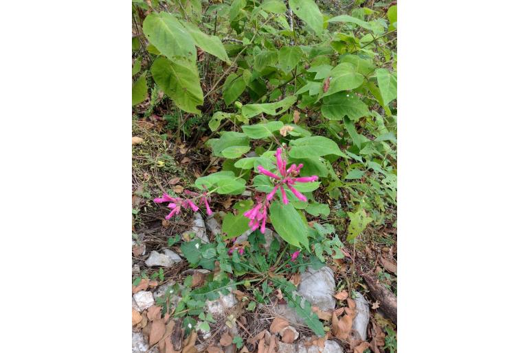 Salvia involucrata -8617