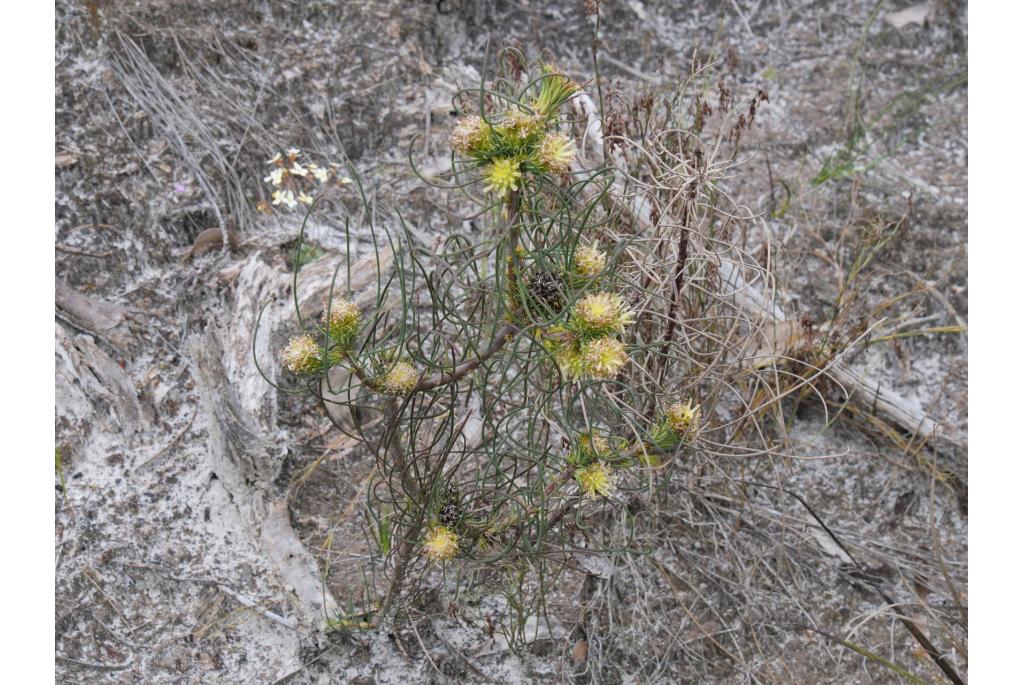 Naaldachtige petrophile