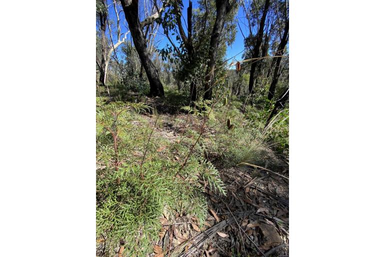 Lomatia silaifolia -8631