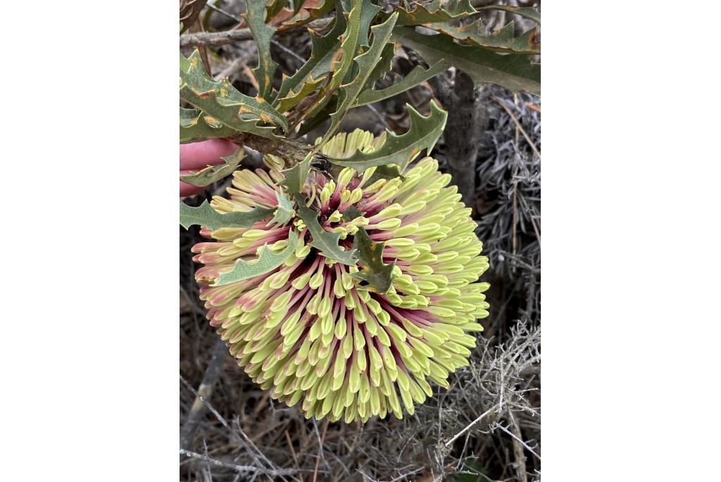 Stekelige banksia