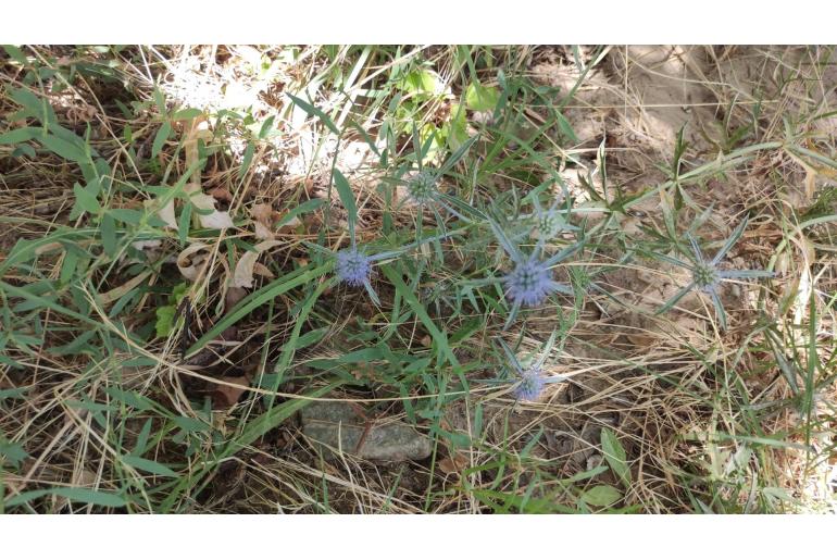 Eryngium caeruleum -8641