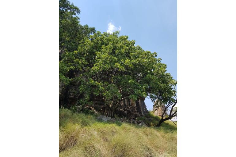 Ficus abutilifolia -8642