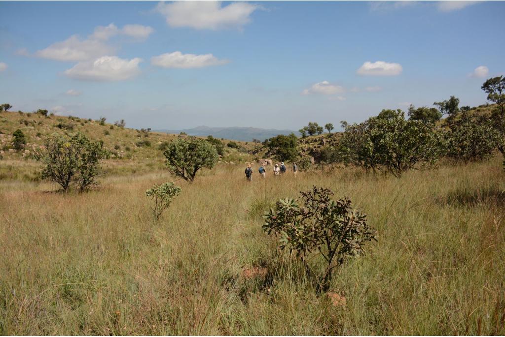 Gewone protea