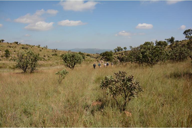 Protea caffra -8645